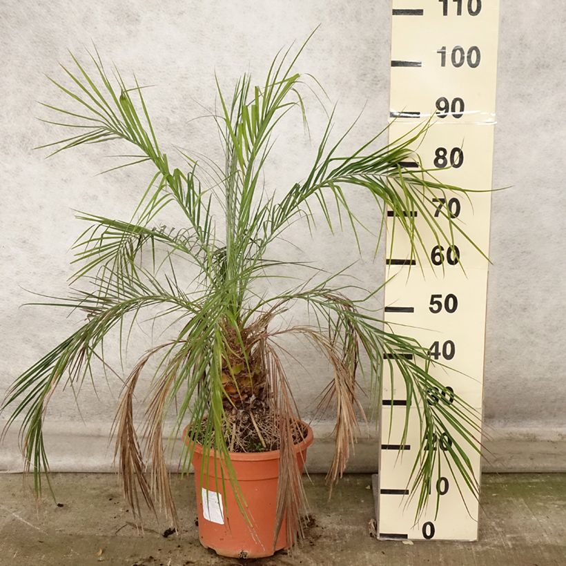 Spécimen de Phoenix roebelinii - palmier dattier nain Pot de 7,5L/10L tel que livré en automne
