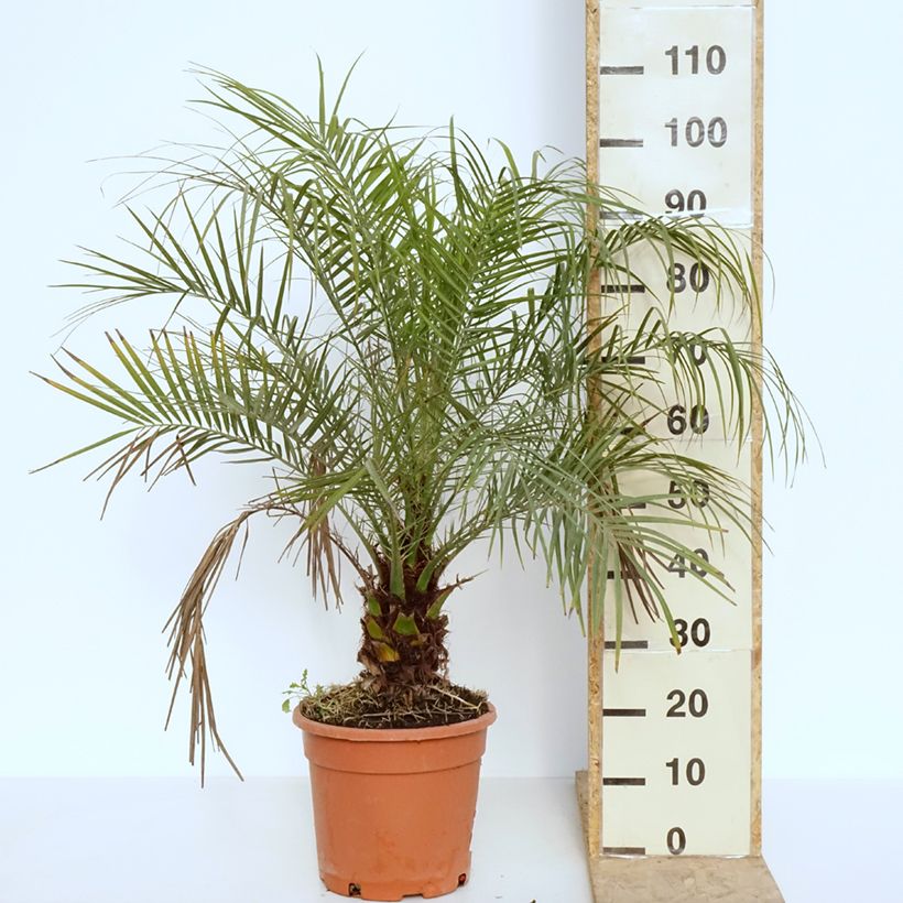 Spécimen de Phoenix roebelinii - palmier dattier nain en pot de 7.5L/10L tel que livré au printemps