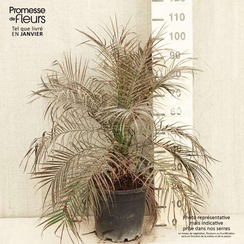 Spécimen de Phoenix roebelinii - palmier dattier nain tel que livré en hiver