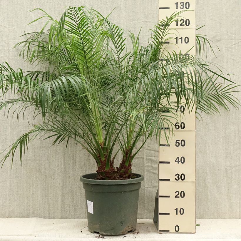 Spécimen de Phoenix roebelinii - palmier dattier nain Pot de 20L/25L tel que livré en été