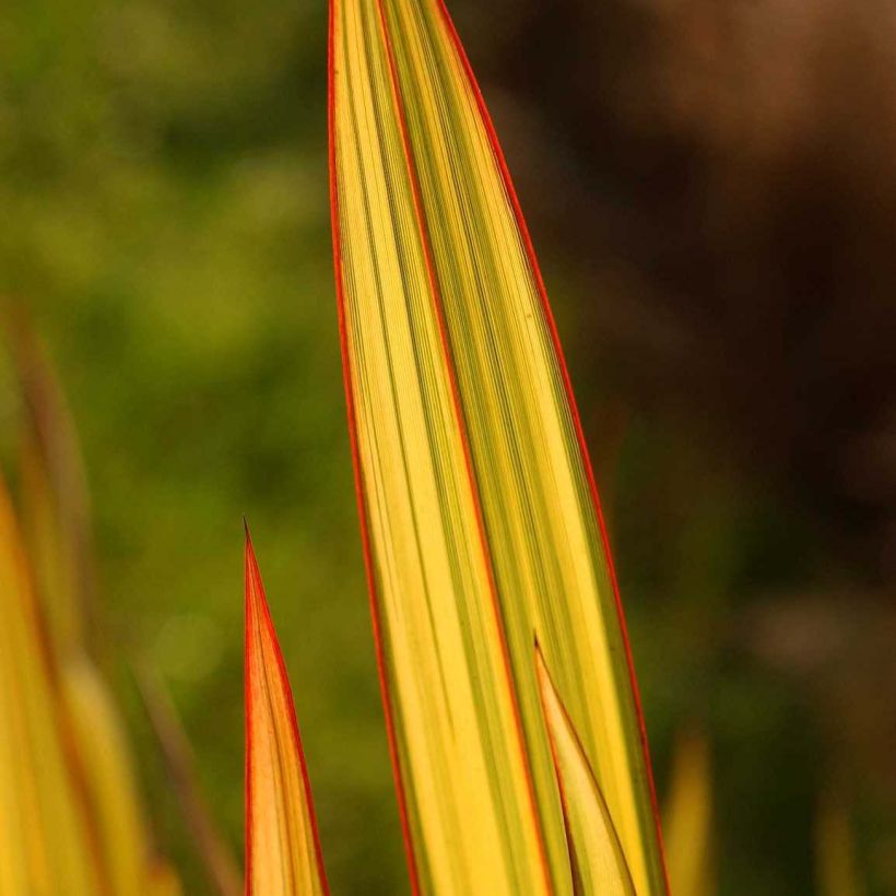 Lin de Nouvelle-Zélande - Phormium Apricot Queen (Feuillage)