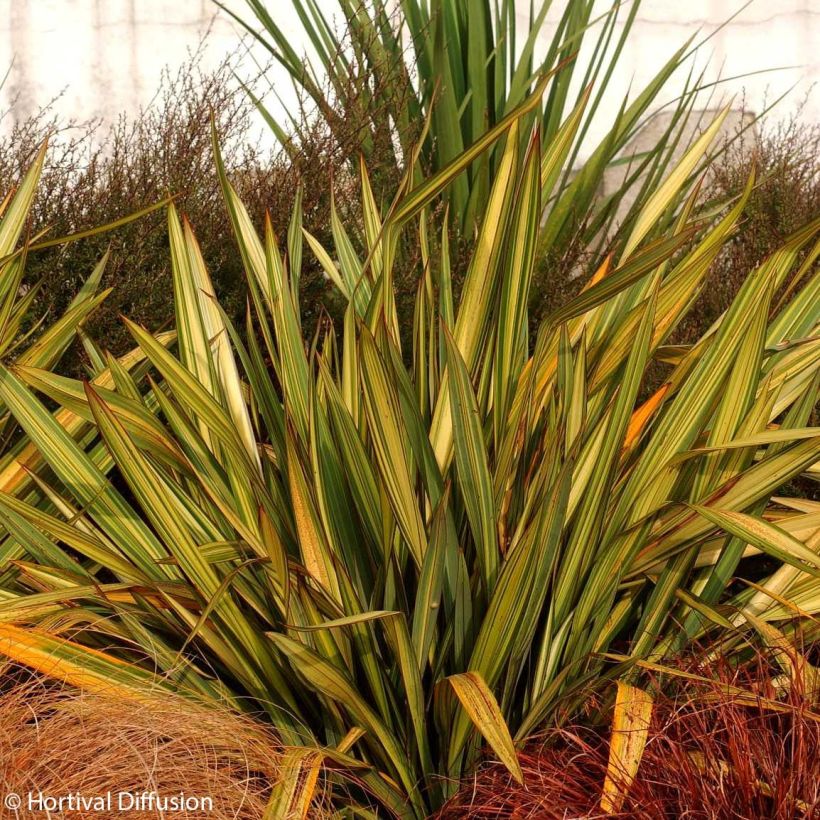 Lin de Nouvelle-Zélande - Phormium Apricot Queen (Port)