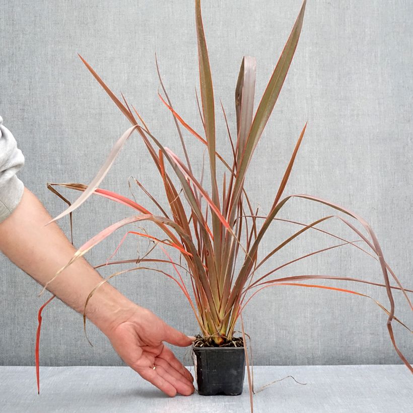 Spécimen de Phormium Bronze Baby - Lin de Nouvelle-Zélande Godet de 8/9 cm tel que livré en été