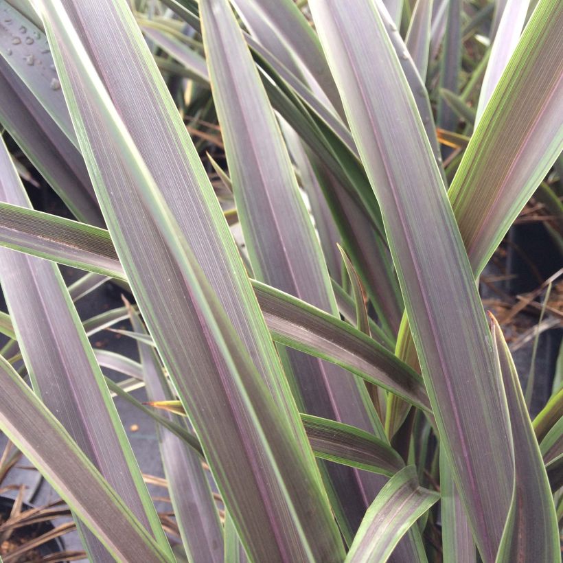 Phormium Chocomint - Lin de Nouvelle-Zélande  (Feuillage)