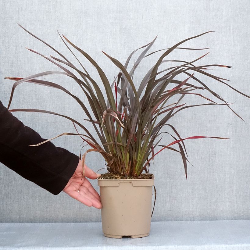 Spécimen de Phormium Chocomint - Lin de Nouvelle-Zélande  Pot de 3L/4L tel que livré au printemps