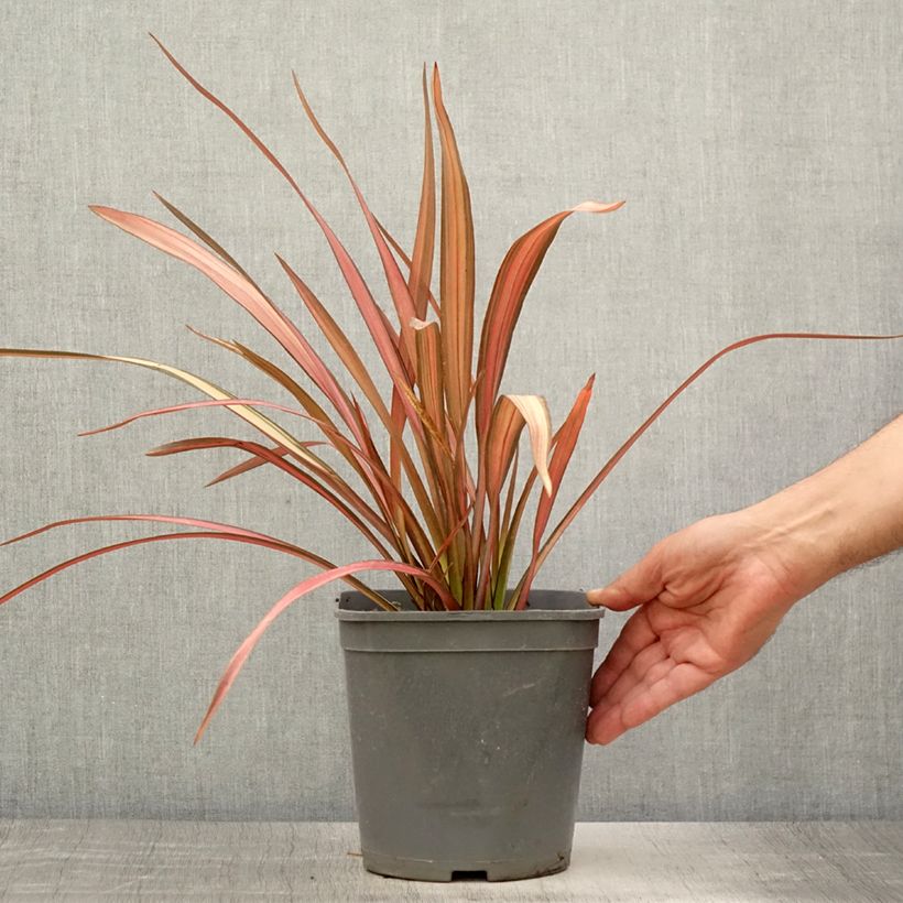 Spécimen de Phormium cookianum Maori Maiden - Lin de Nouvelle-Zélande Pot de 3L/4L tel que livré en été