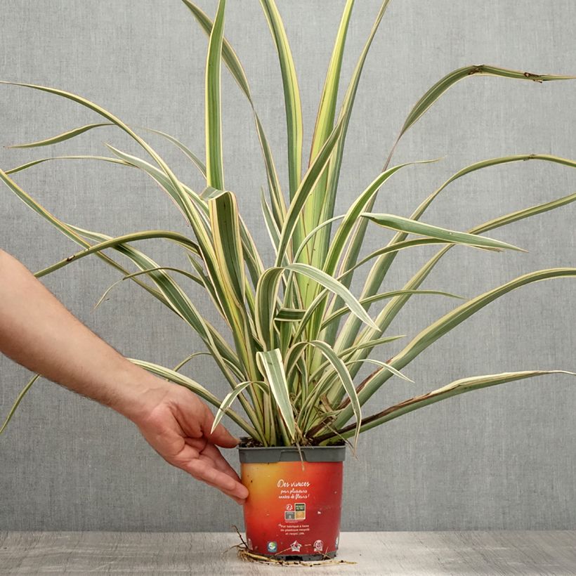 Spécimen de Phormium cookianum Tricolor - Lin des montagnes Pot de 1,5L/2L tel que livré en été