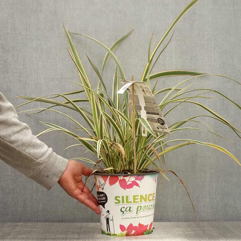 Spécimen de Phormium cookianum Tricolor - Lin des montagnes Pot de 3L/4L tel que livré en été