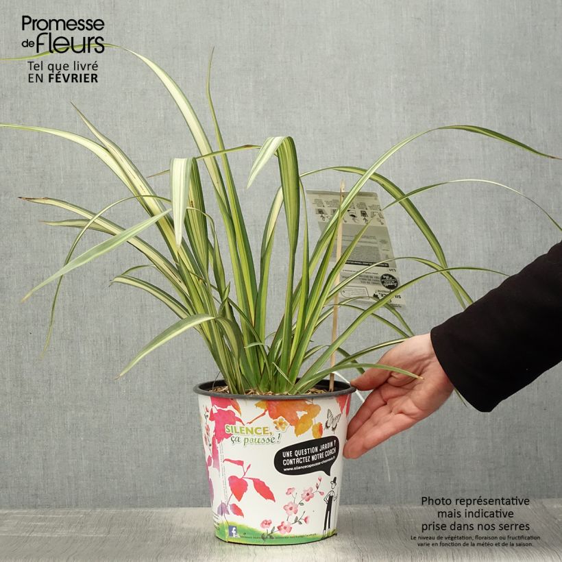 Spécimen de Phormium Cream Delight - Lin des montagnes. Pot de 4L/5L tel que livré en hiver