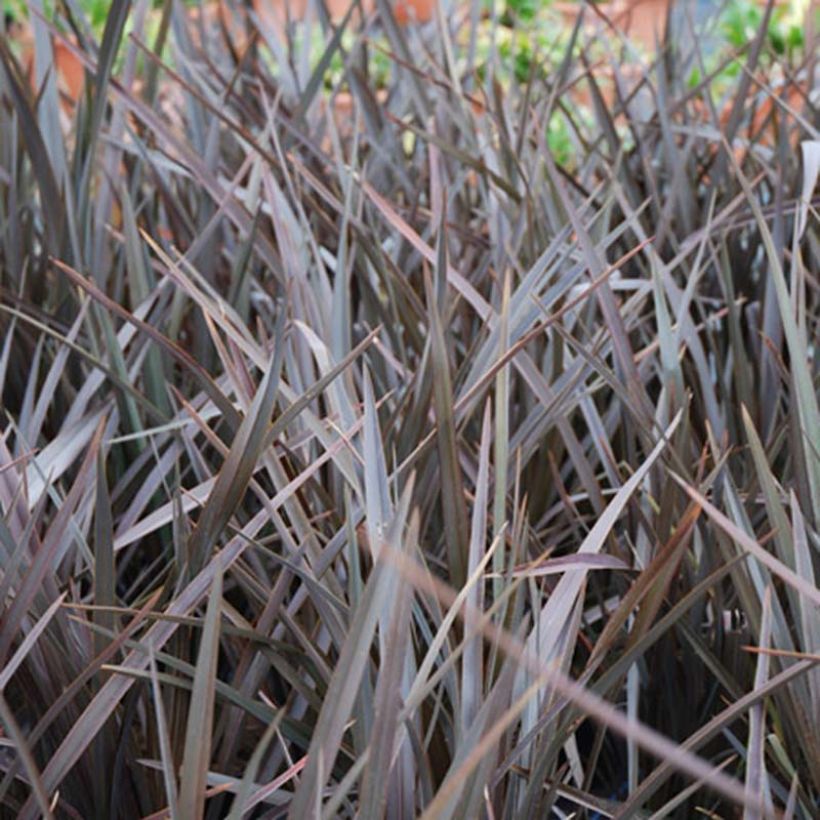 Phormium Dark Delight - Lin de Nouvelle-Zélande (Feuillage)