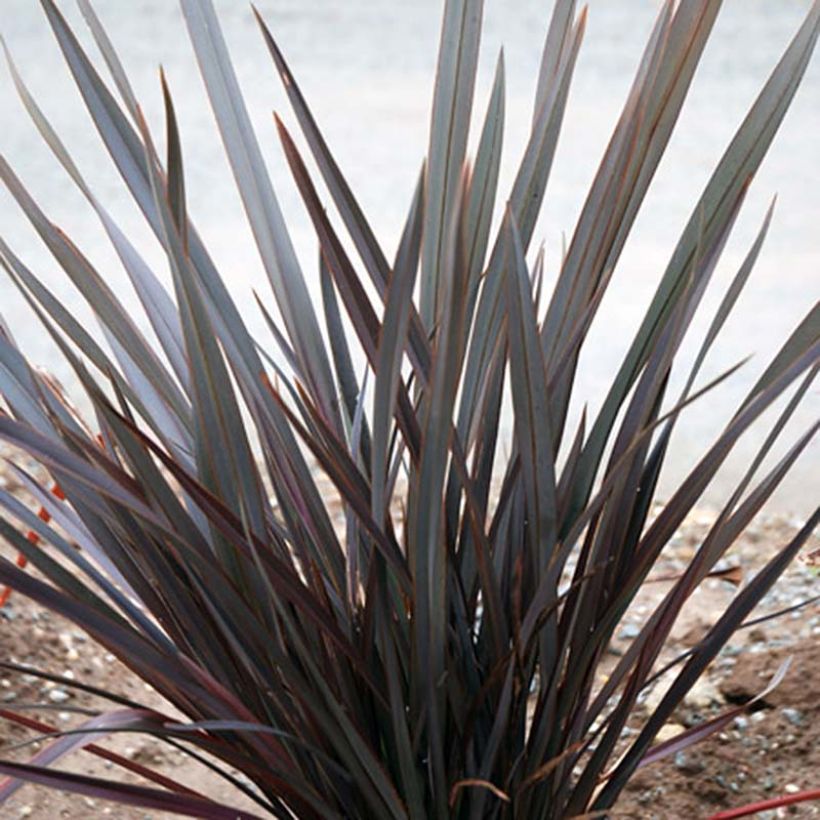 Phormium Dark Delight - Lin de Nouvelle-Zélande (Port)