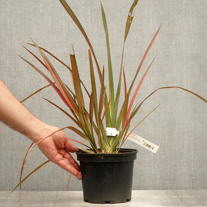 Spécimen de Phormium Jester - Lin de Nouvelle-Zélande Pot de 3L/4L tel que livré en été