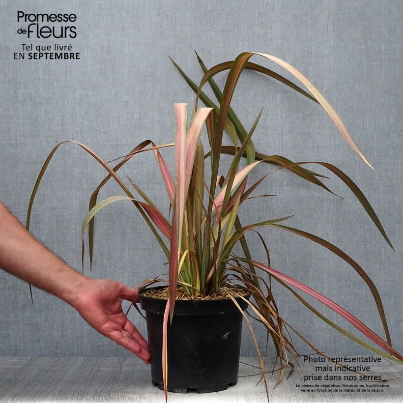 Spécimen de Phormium Jester - Lin de Nouvelle-Zélande Pot de 3L/4L tel que livré en automne
