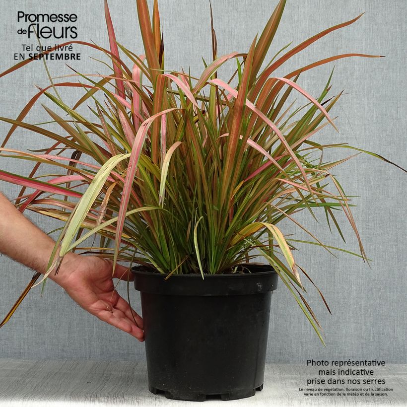 Spécimen de Phormium Jester - Lin de Nouvelle-Zélande Pot de 7,5L/10L tel que livré en automne