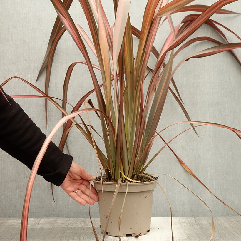 Spécimen de Phormium Margaret Jones - Lin de Nouvelle-Zélande Pot de 4L/5L tel que livré en automne