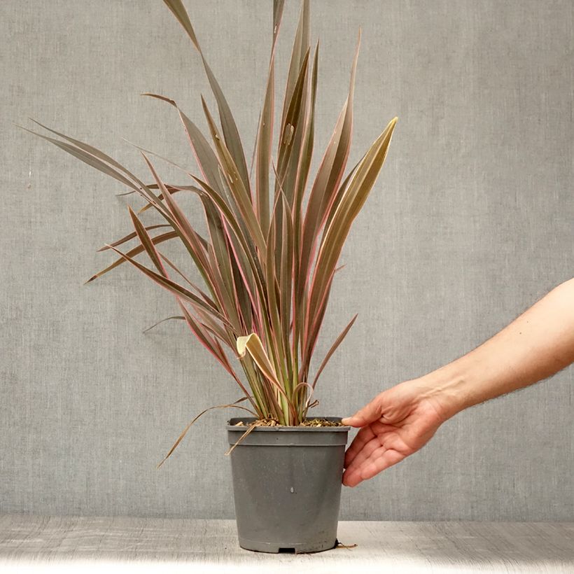 Spécimen de Phormium  Pink Stripe - Lin de Nouvelle-Zélande  Pot de 3L/4L tel que livré en été