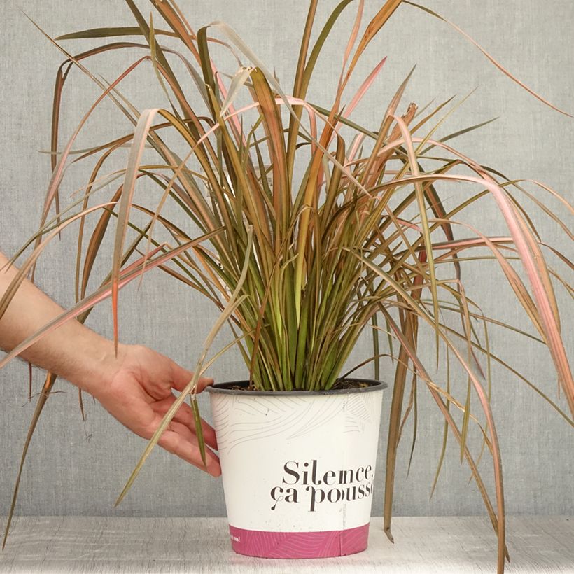 Spécimen de Phormium Rainbow Maiden - Lin de Nouvelle-Zélande Pot de 3L/4L tel que livré en été
