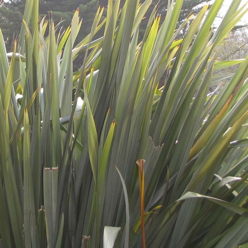 Phormium tenax - Lin de Nouvelle-Zélande (Feuillage)