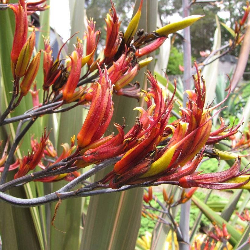 Phormium tenax - Lin de Nouvelle-Zélande (Floraison)