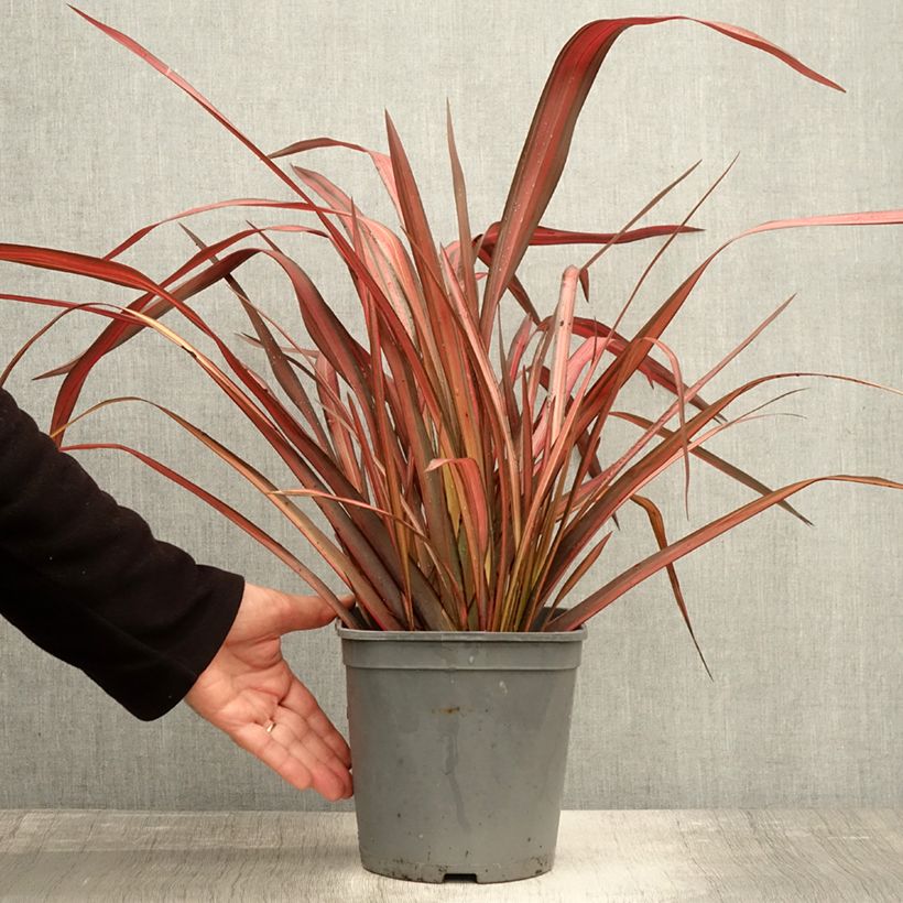Spécimen de Phormium tenax Evening Glow - Lin de Nouvelle-Zélande Pot de 4L/5L tel que livré en automne