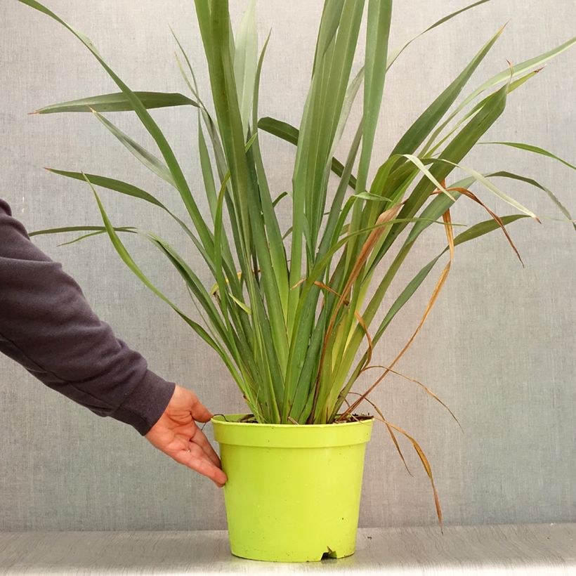 Spécimen de Phormium tenax - Lin de Nouvelle-Zélande Pot de 7,5L/10L tel que livré en été