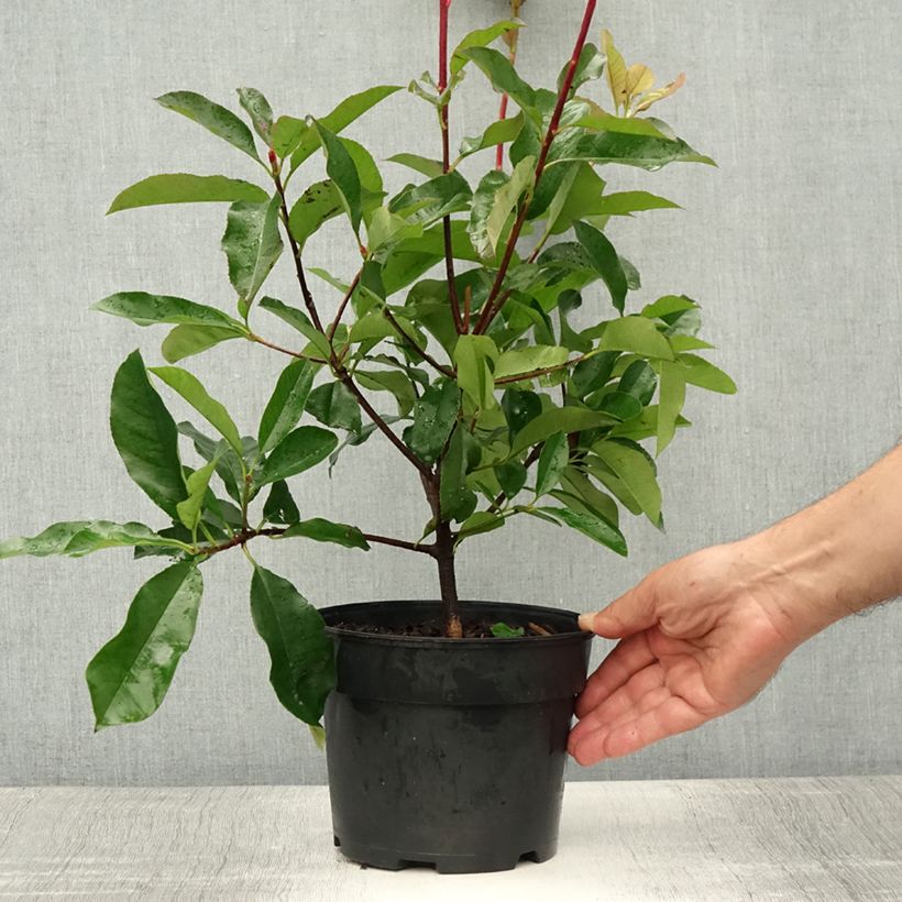 Spécimen de Photinia  fraseri Camilvy Pot de 2L/3L tel que livré en été