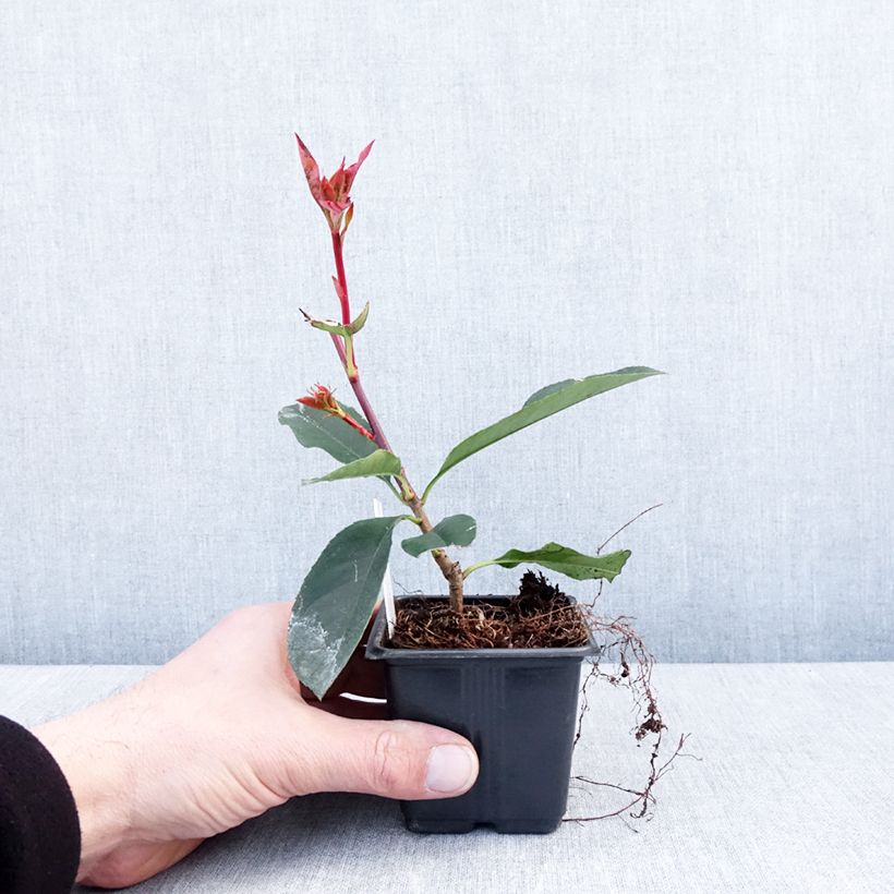 Spécimen de Photinia  fraseri Camilvy Godet de 8/9 cm tel que livré en hiver
