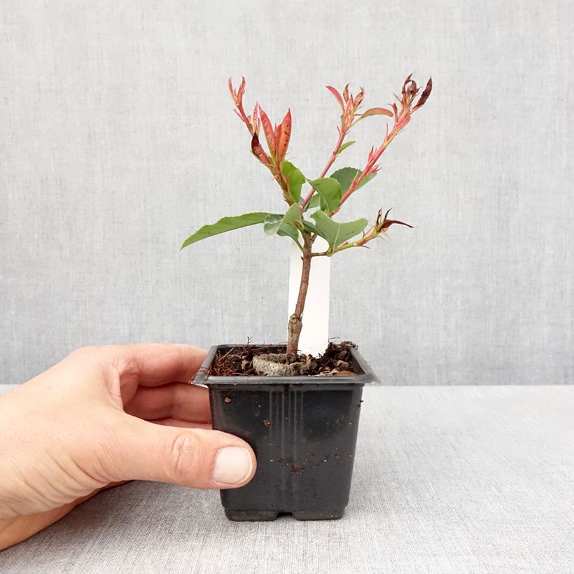 Spécimen de Photinia  fraseri Camilvy Godet de 8/9 cmHauteur livrée env. 10/15cm tel que livré au printemps