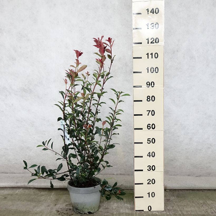Spécimen de Photinia fraseri Carré Rouge Pot de 7,5L/10L tel que livré en été