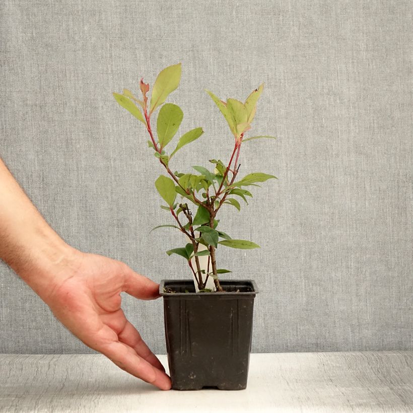 Spécimen de Photinia fraseri Carré Rouge Godet de 8/9 cm tel que livré en été