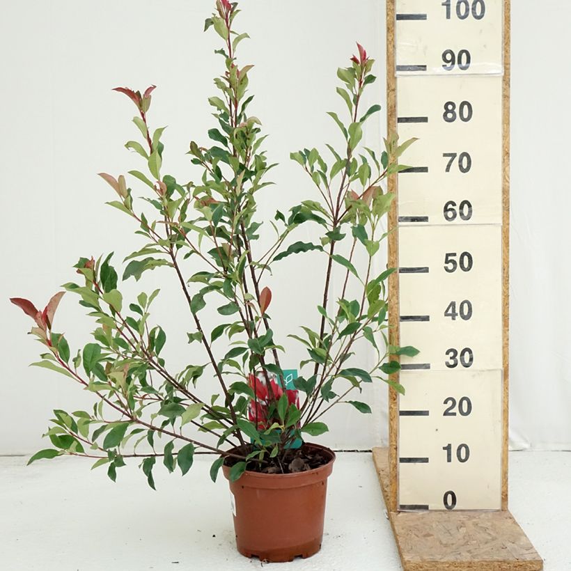 Spécimen de Photinia fraseri Dynamo Red Pot de 4L/5L tel que livré en été
