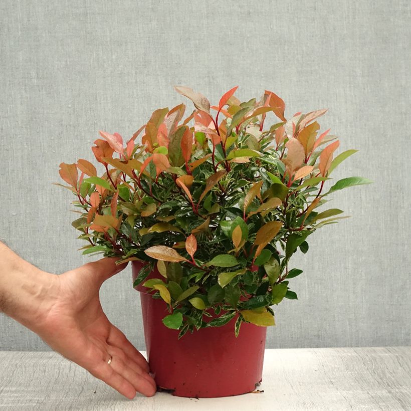 Spécimen de Photinia fraseri Little Fenna Pot de 2L/3L tel que livré en été
