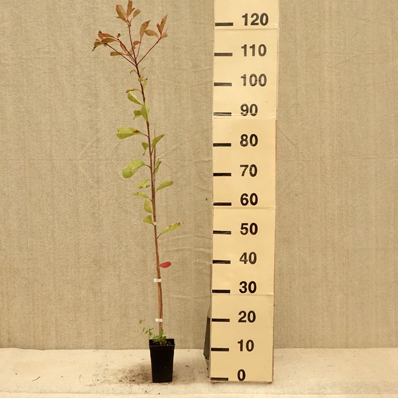 Spécimen de Photinia fraseri Pink Marble Pot de 1L/1,5L tel que livré en été
