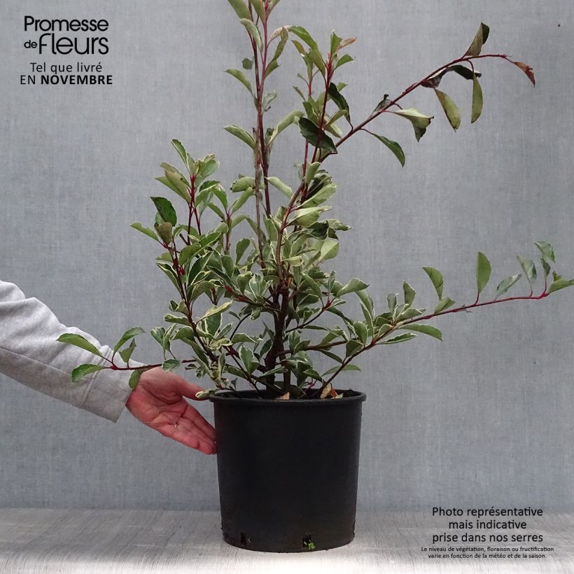 Spécimen de Photinia fraseri Pink Marble Pot de 7,5L/10L tel que livré en automne