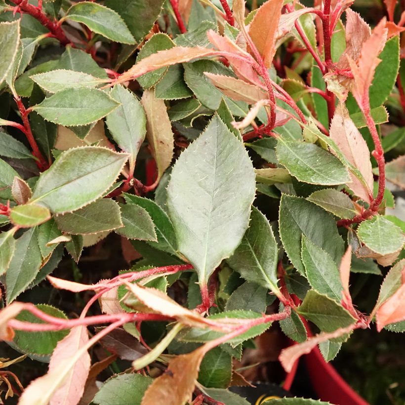 Photinia fraseri Red Ballcoon (Feuillage)