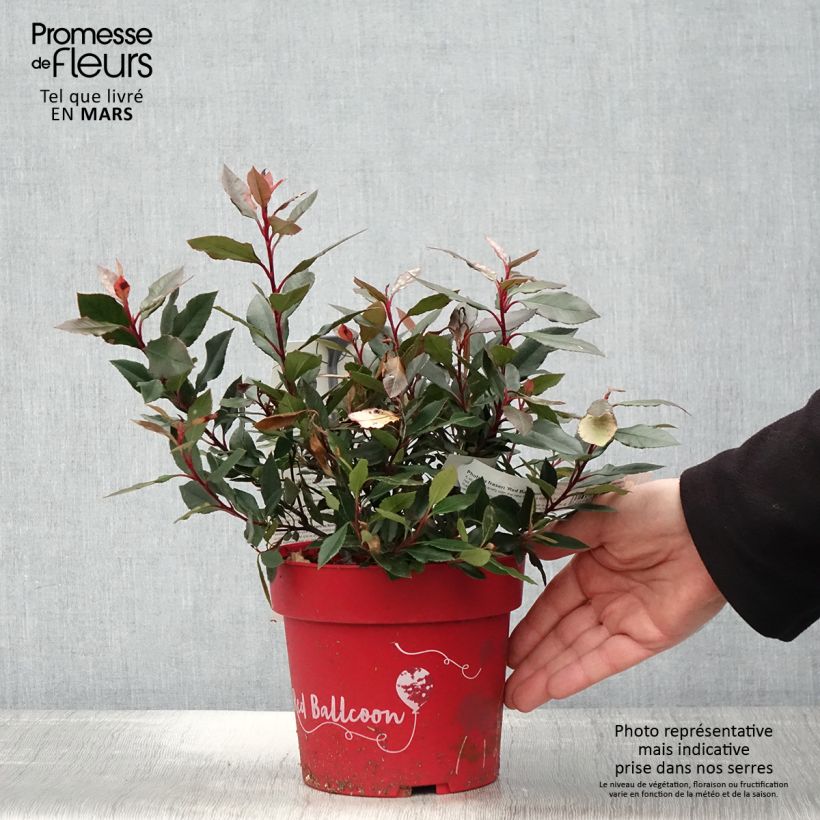 Spécimen de Photinia fraseri Red Ballcoon tel que livré au printemps