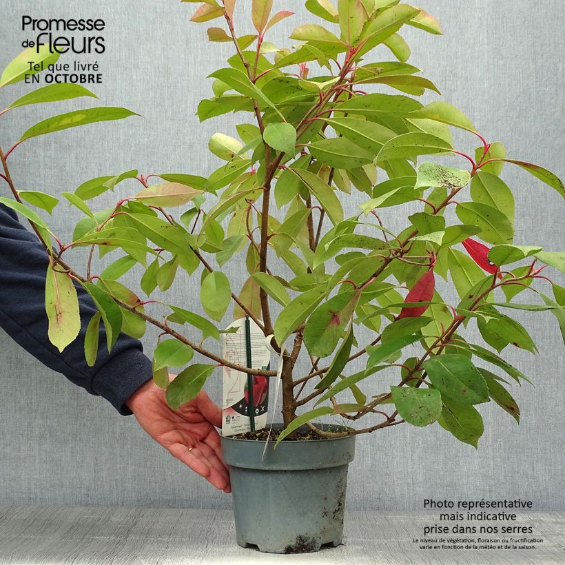 Spécimen de Photinia fraseri Red Light Pot de 3L/4L tel que livré en automne