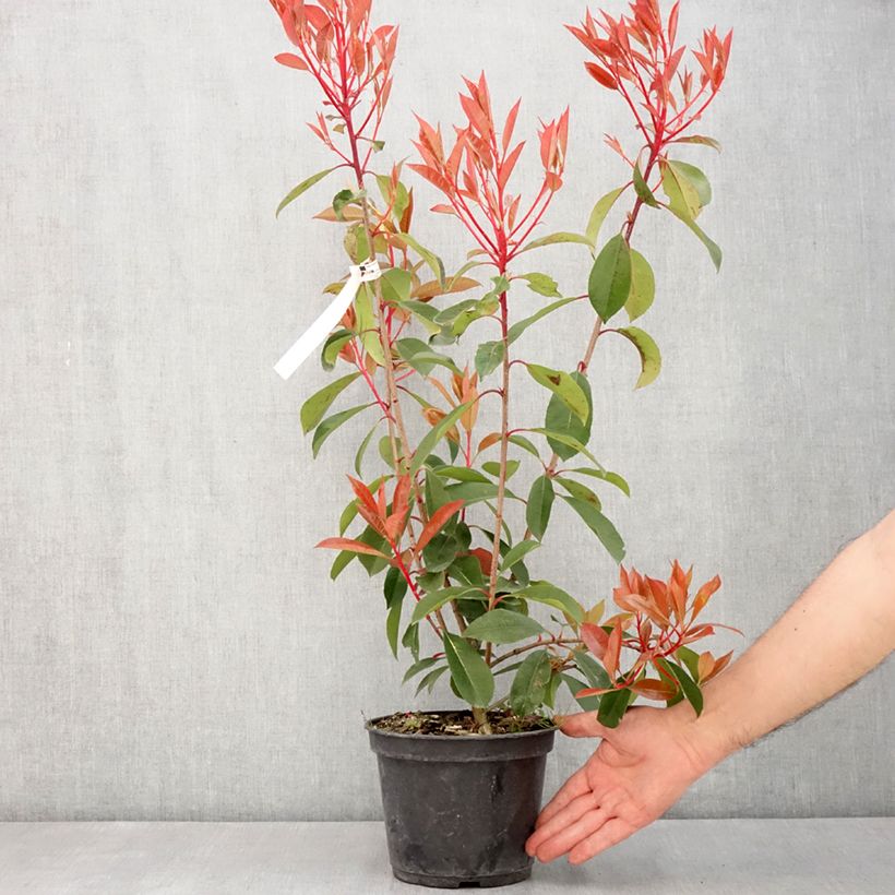 Spécimen de Photinia fraseri Red Light Pot de 3L/4L tel que livré au printemps