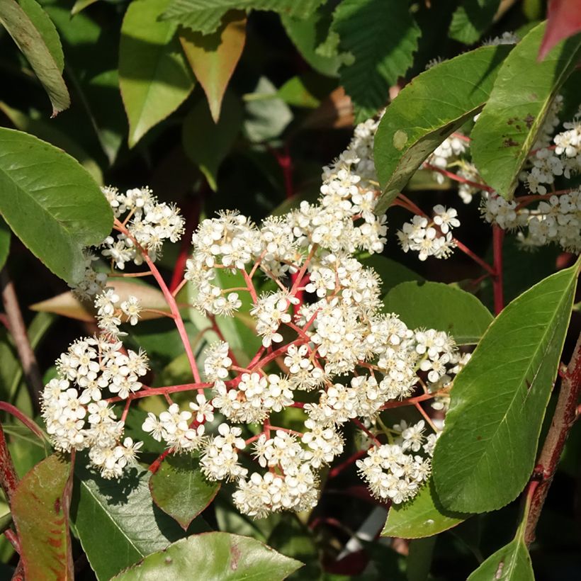 Photinia fraseri Red Light (Floraison)