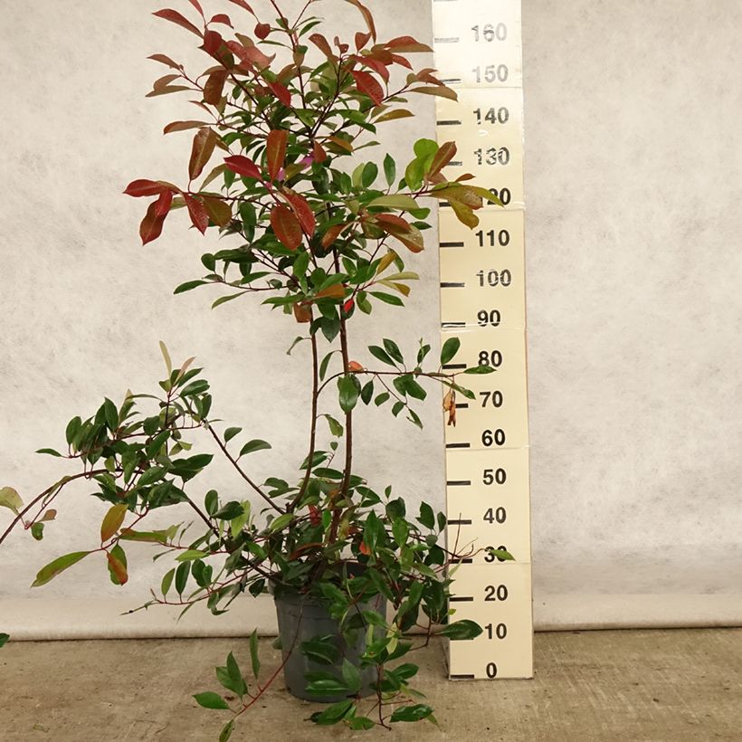 Spécimen de Photinia fraseri Red Robin Pot de 12L/15L tel que livré en été