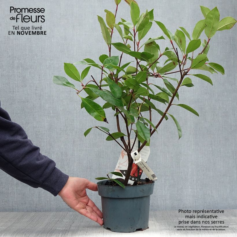 Spécimen de Photinia fraseri Red Robin Pot de 2L/3L tel que livré en automne