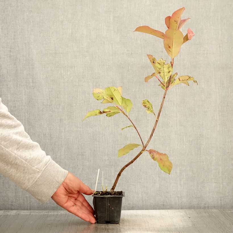Spécimen de Photinia fraseri Red Robin Blood Godet de 8/9 cm tel que livré en automne