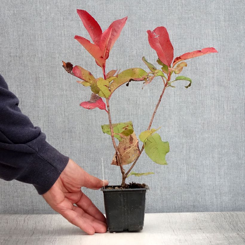 Spécimen de Photinia fraseri Red Robin Blood Godet de 8/9 cm tel que livré en été