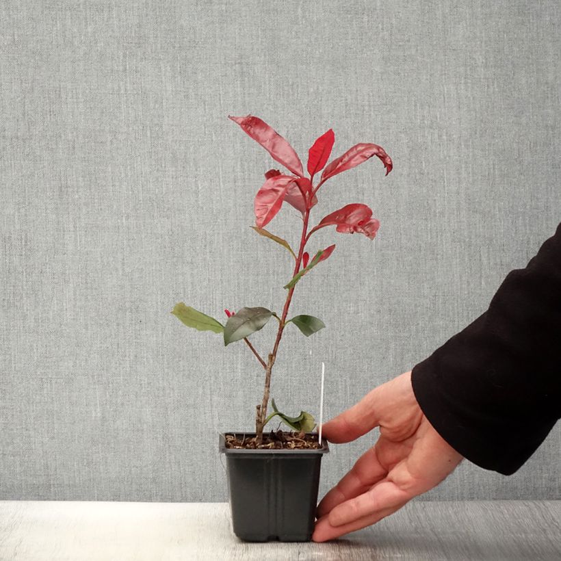 Spécimen de Photinia fraseri Red Robin Blood Godet de 9cm tel que livré au printemps