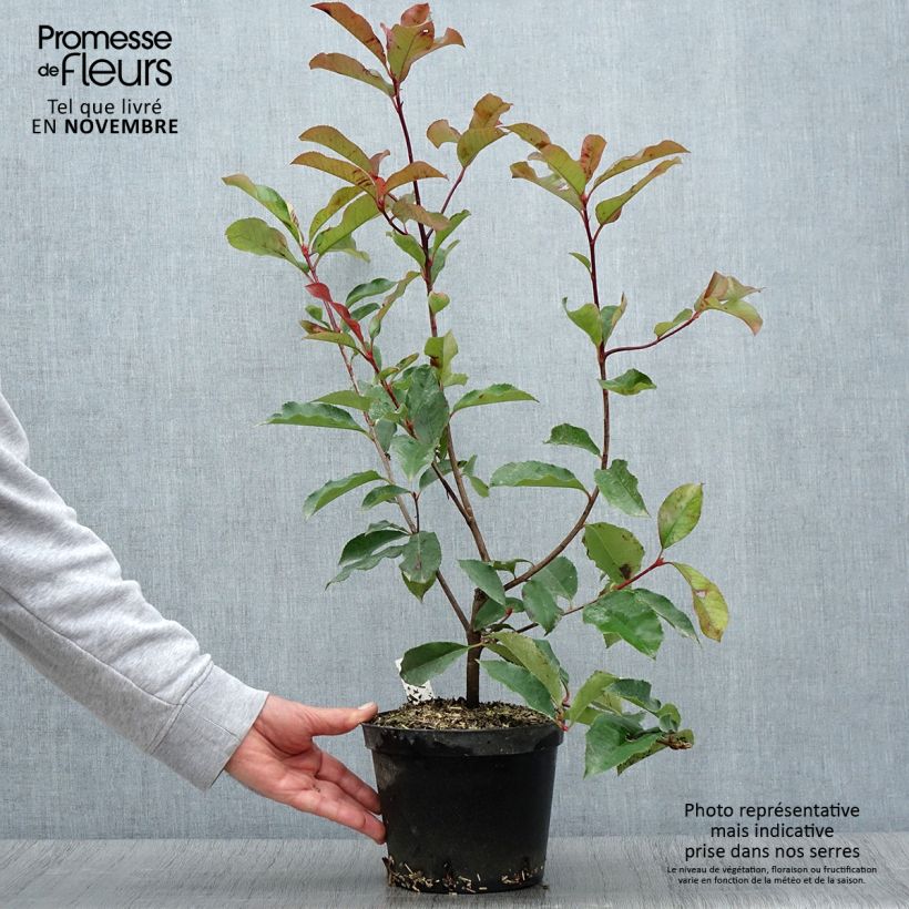 Spécimen de Photinia fraseri Red Select Pot de 3L/4L tel que livré en automne