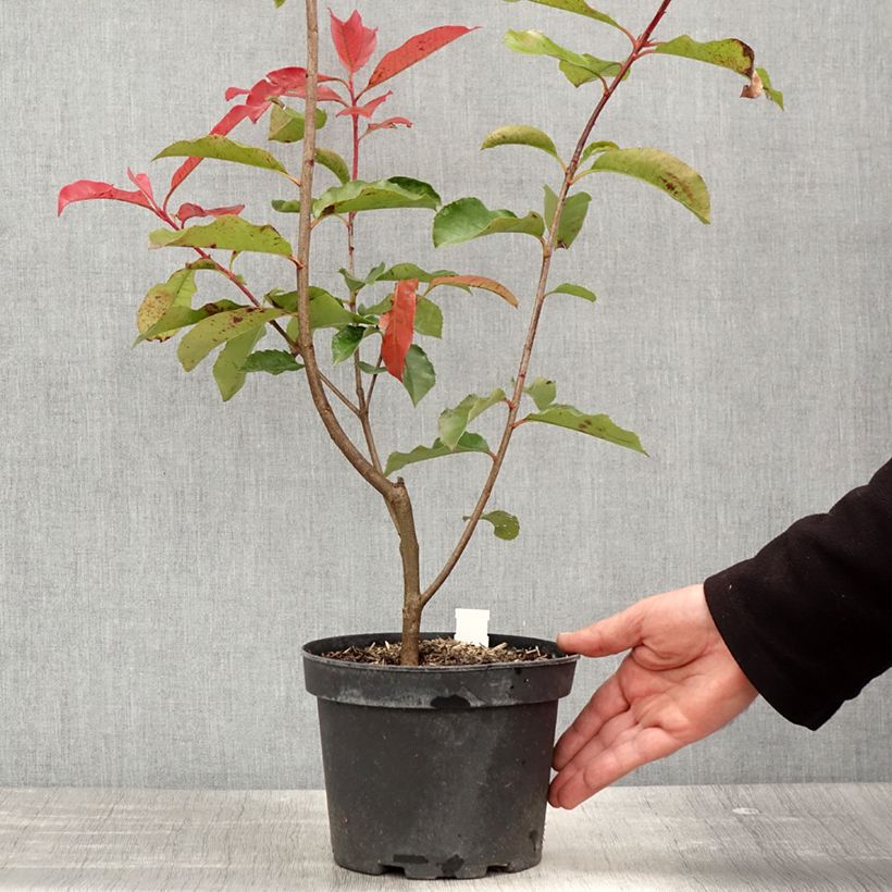 Spécimen de Photinia fraseri Red Select - Pot de 3L/4L - tel que livré au printemps
