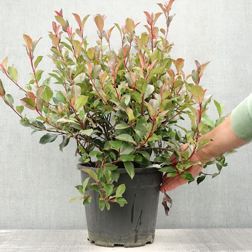 Spécimen de Photinia Little Red Robin en pot de 10L tel que livré en été