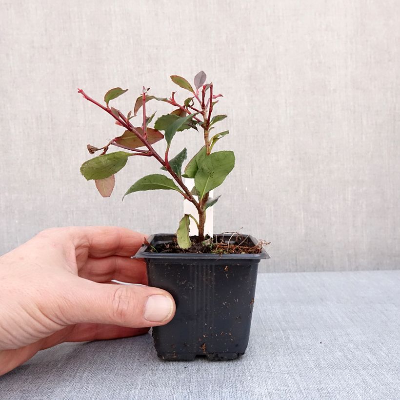 Spécimen de Photinia Little Red Robin Godet de 8/9 cm tel que livré en hiver