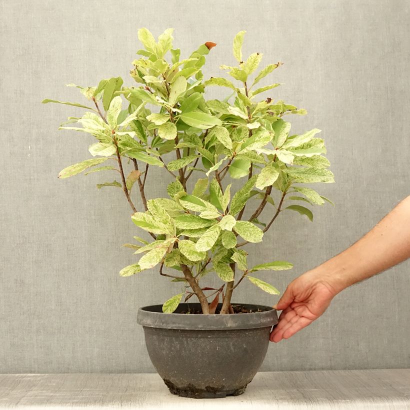 Spécimen de Photinia serratifolia Pink Crispy en pot de 7L tel que livré en été