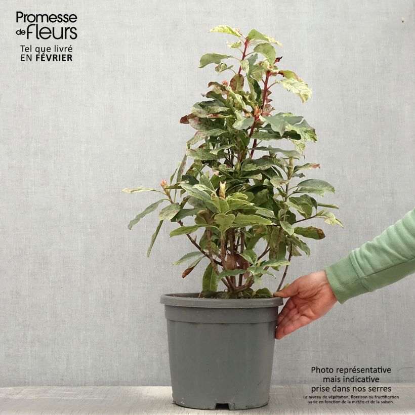 Spécimen de Photinia serratifolia Pink Crispy en pot de 7L tel que livré en hiver